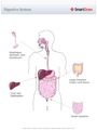 Digestive_System