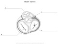 Heart_Valves