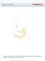 Salivary_Glands