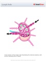 Lymph_Node