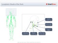 Lymphatic_Glands_of_the_Neck