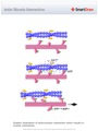 Actin_Myosin_Interaction