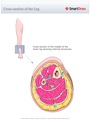 Cross-section_of_the_Leg