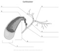 Gallbladder