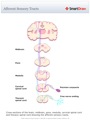 Afferent_Sensory_Tracts