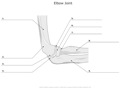 Elbow_Joint