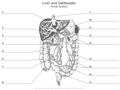 Liver_and_Gallbladder_Portal_System