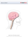 Brain_&_Skull2
