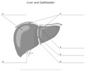 Liver_and_Gallbladder