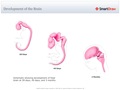 Development_of_the_Brain