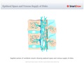 Epidural_Space_and_Venous_Supply_of_Disks