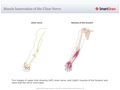 Muscle_Innervation_of_the_Ulnar_Nerve