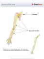 Nerves_of_the_Arm