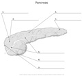 Pancreas
