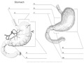 Stomach