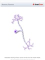 Sensory_Neuron