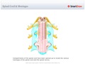 Spinal_Cord_&_Meninges