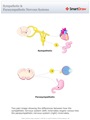 Sympathetic_&