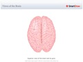 Views_of_the_Brain8