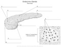 Endocrine_Glands_Pancreas