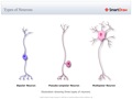 Types_of_Neurons2