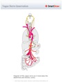 Vagus_Nerve_Innervation