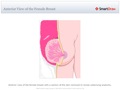 Anterior_View_of_the_Female_Breast