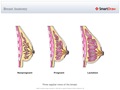 Breast_Anatomy