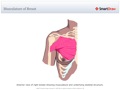 Musculature_of_Breast