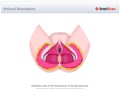 Perineal_Musculature