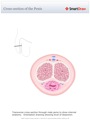 Cross-section_of_the_Penis