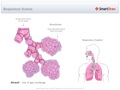 Respiratory_System