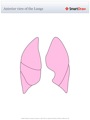 Anterior_view_of_the_Lungs