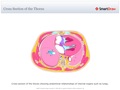 Cross_Section_of_the_Thorax