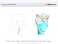 Laryngeal_Cartilages