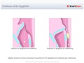 Positions_of_the_Epiglottis