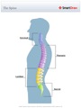 The_Spine