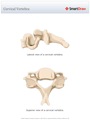 Cervical_Vertebra