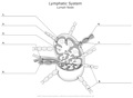 Lymphatic_System_Lymph_Node
