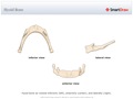 Hyoid_Bone
