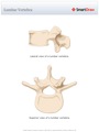 Lumbar_Vertebra