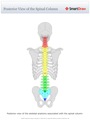 Posterior_View_of_the_Spinal_Column
