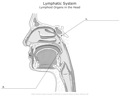 Lymphatic_System_Lymphoid_Organs_in_the_Head