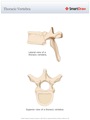 Thoracic_Vertebra