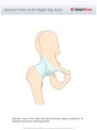Anterior_View_of_the_Right_Hip_Joint