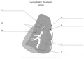 Lymphatic_System_Spleen