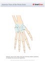 Anterior_View_of_the_Wrist_Joint