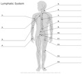 Lymphatic_System