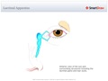 Lacrimal_Apparatus