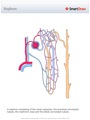Nephron